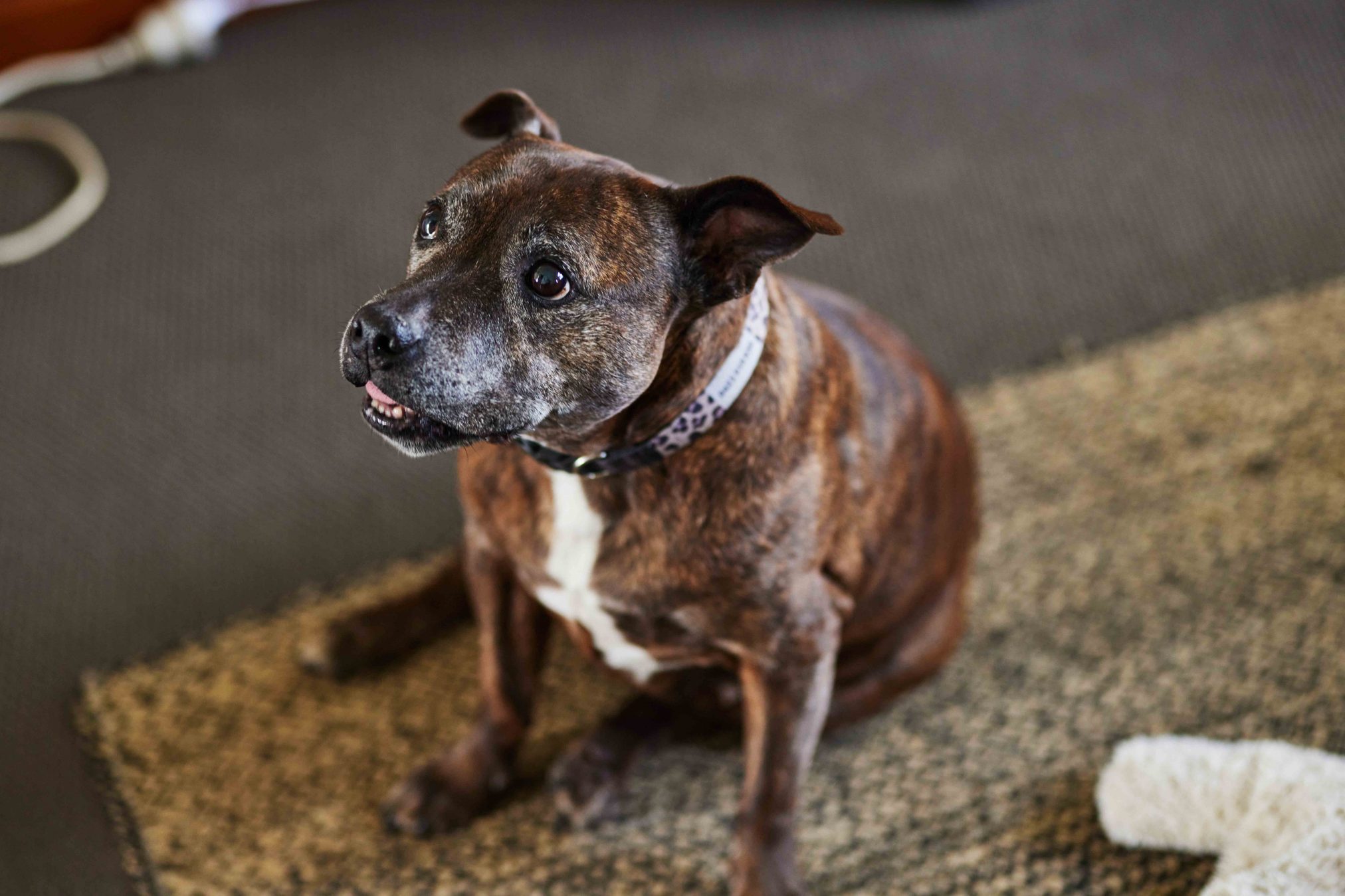 A medium-sized dog looking up calmly. She is brown and sitting on a mat.